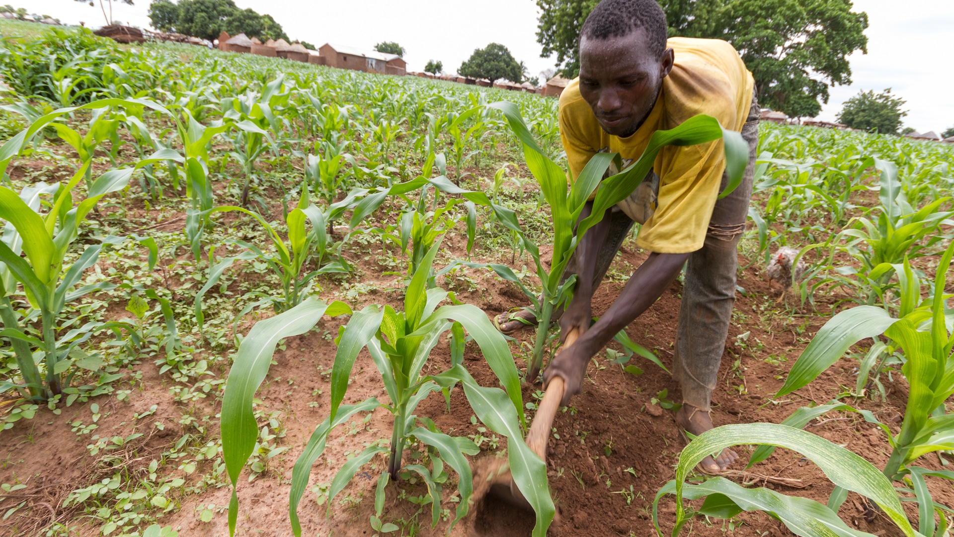 Agricultural Training