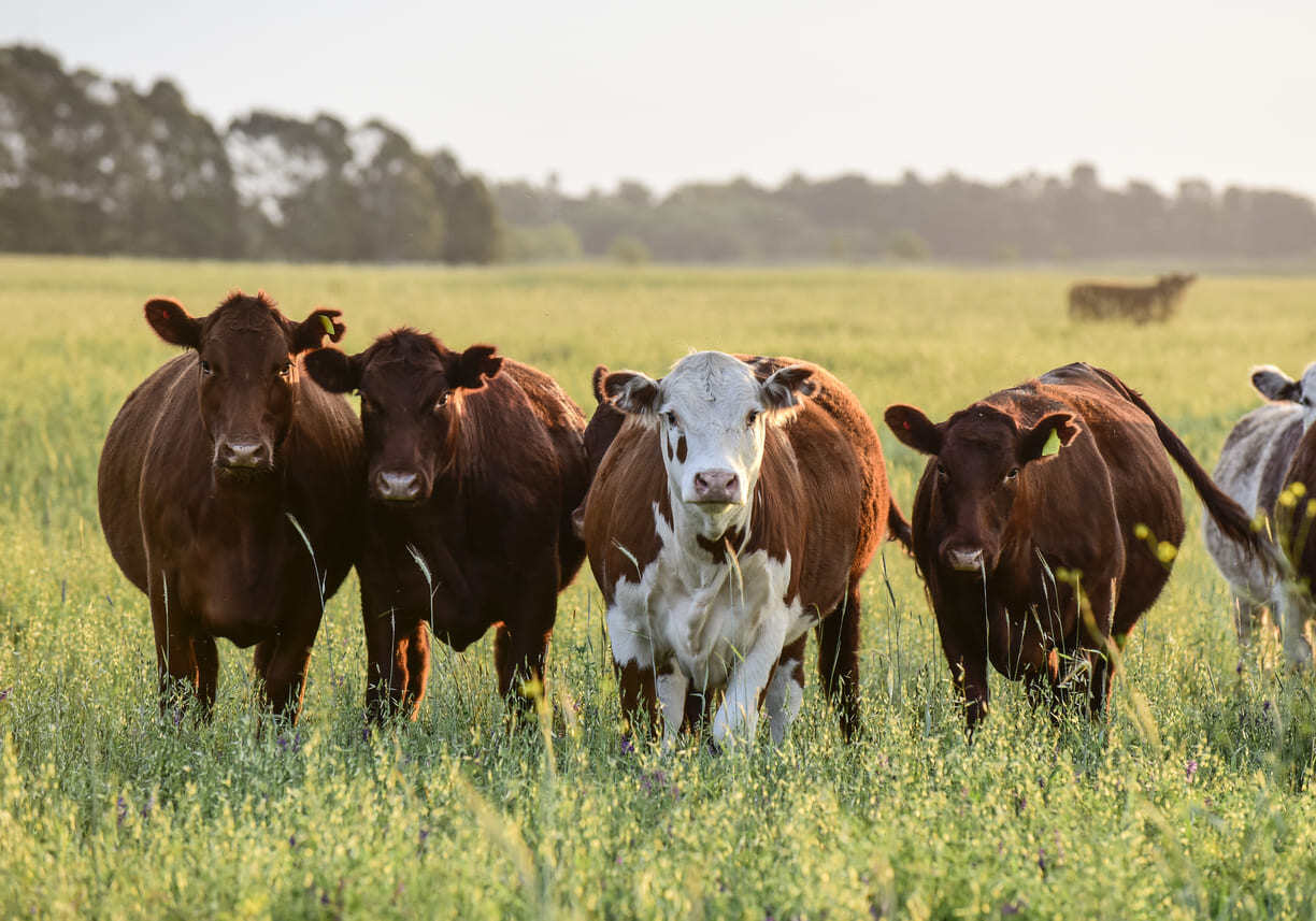 Cattle