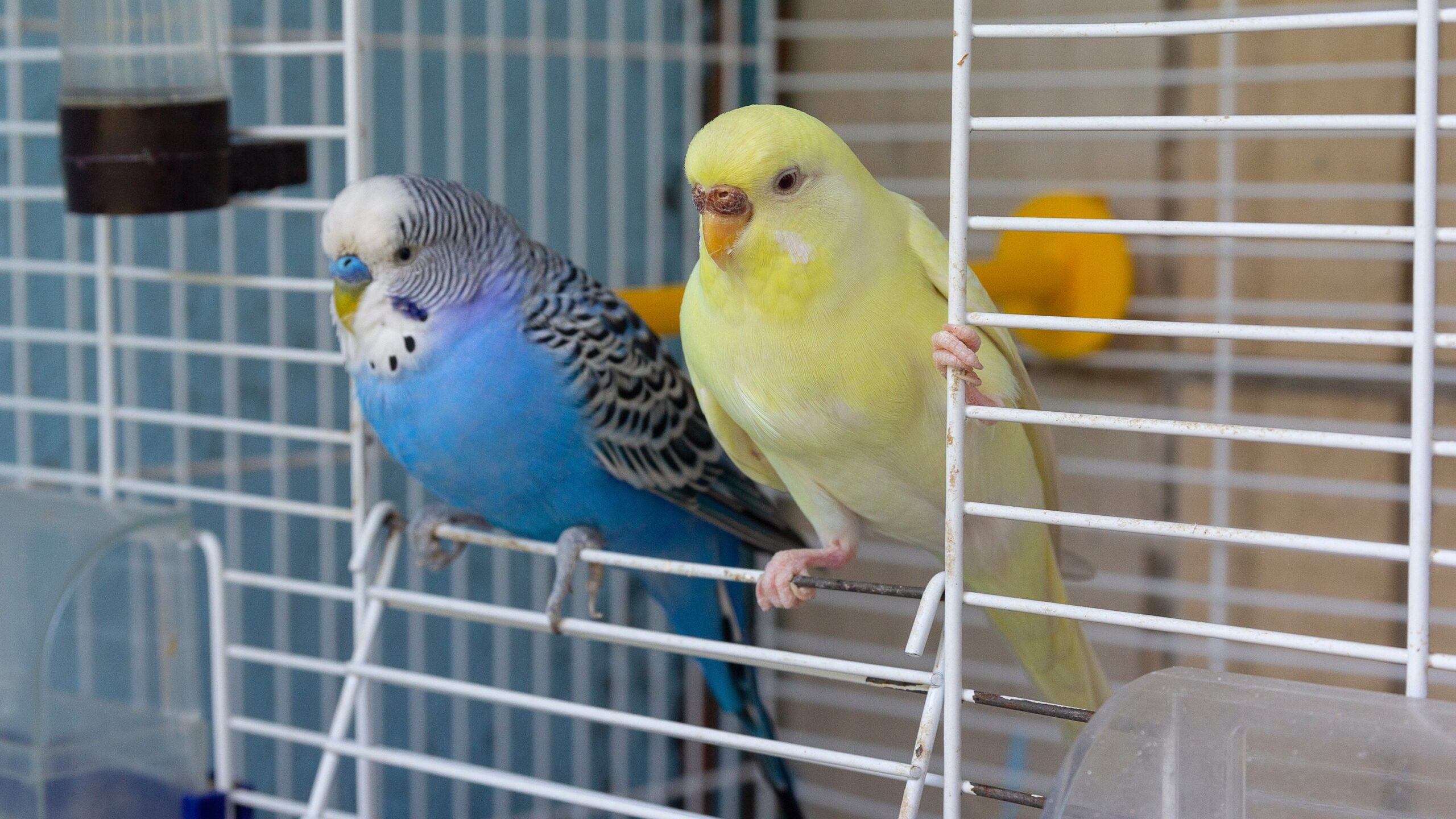 Pets and Birds