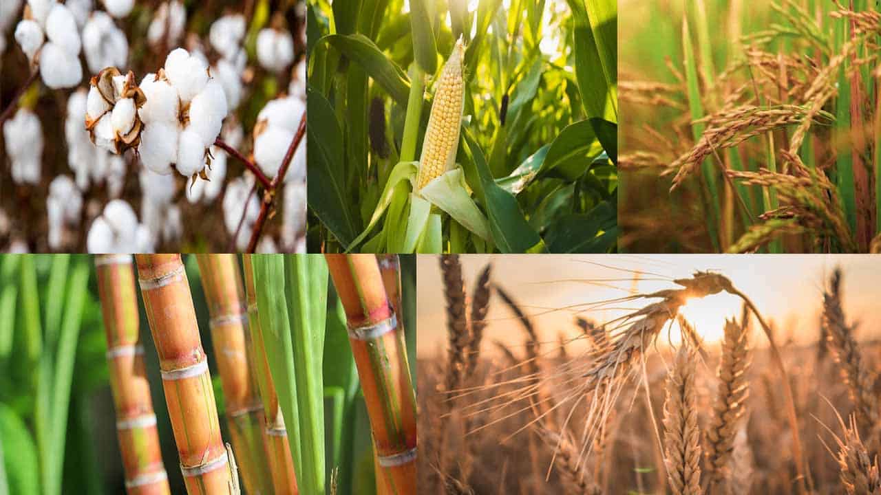 Raw Crops