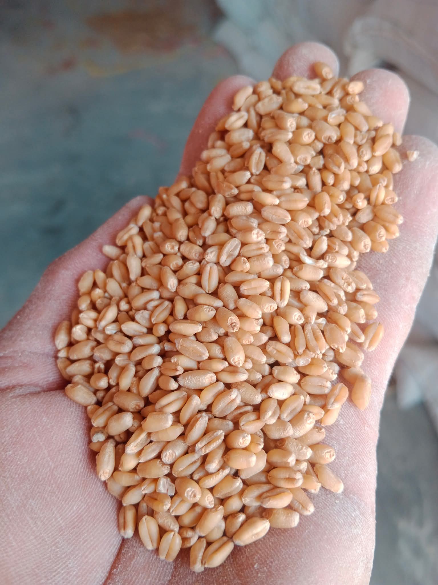 510482082_1251073353069537_2091471321805977005_n