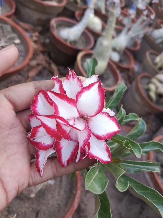 111111111111111111111111-5