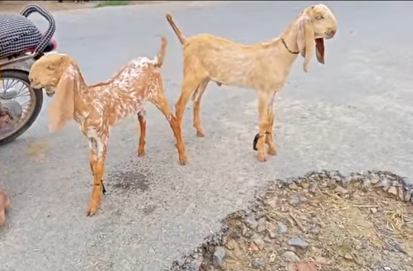33333333333333333333