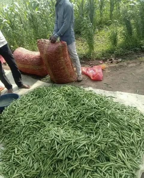 555555555555555555555555-4
