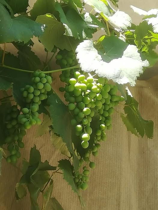 55555555555555555555555555555555555555-1