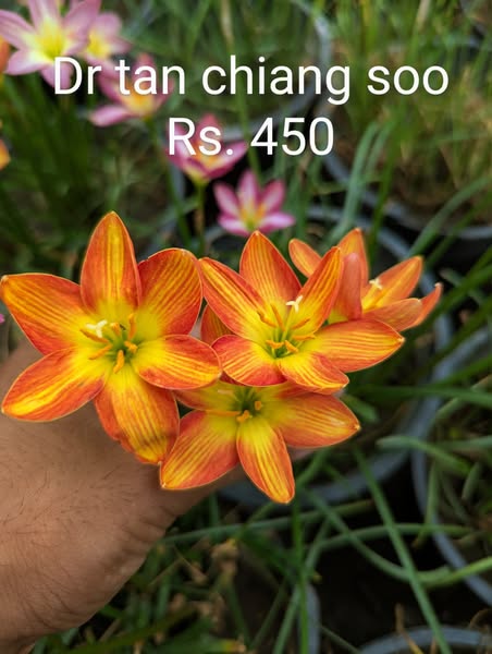 66666666666666666666666-5