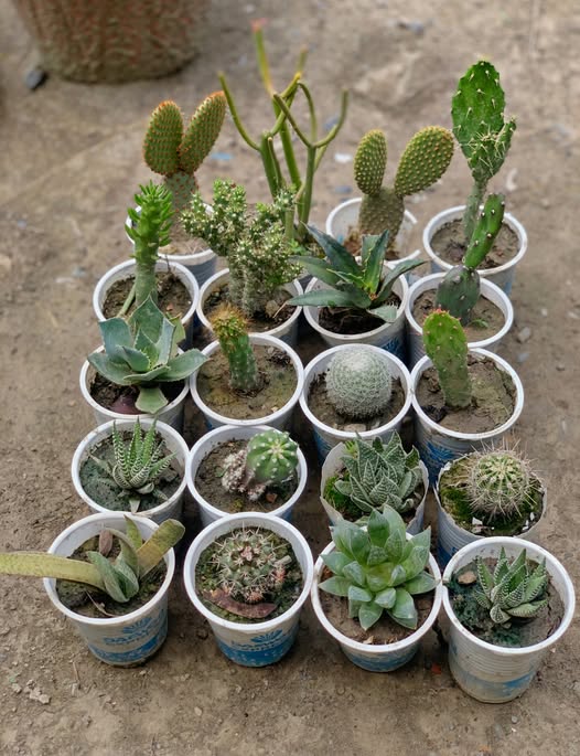 777777777777777777777777-6