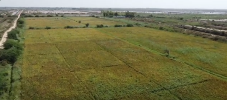 Shaws-Farms-Gharo-Arial-View-YouTube-07-01-2025_01_37_PM