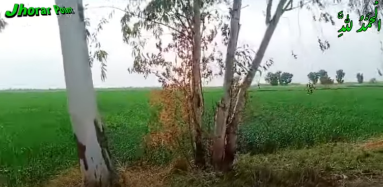 pppppppppppppppppppppppppppppppp