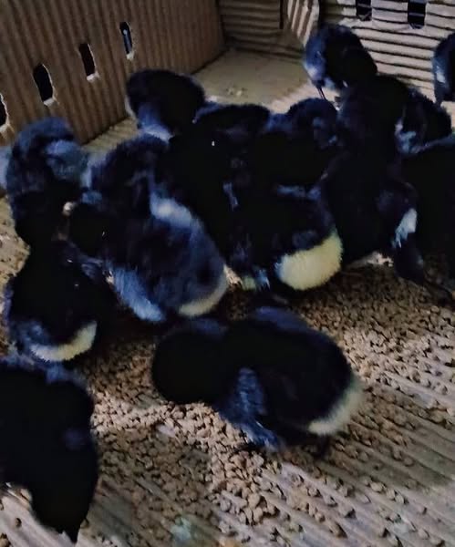 333333333333333333333333