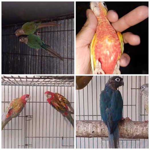 55555555555555555555-1