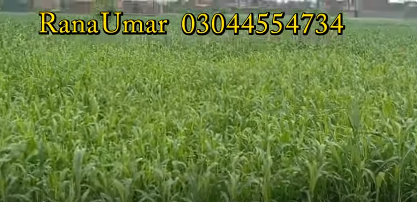 5555555555555555555555555