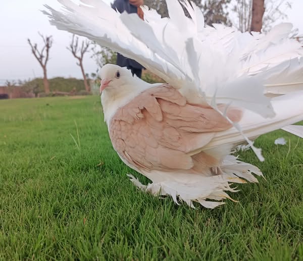 66666666666666666666666