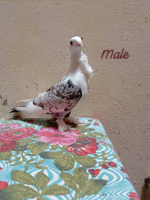 9999999999999999999999999